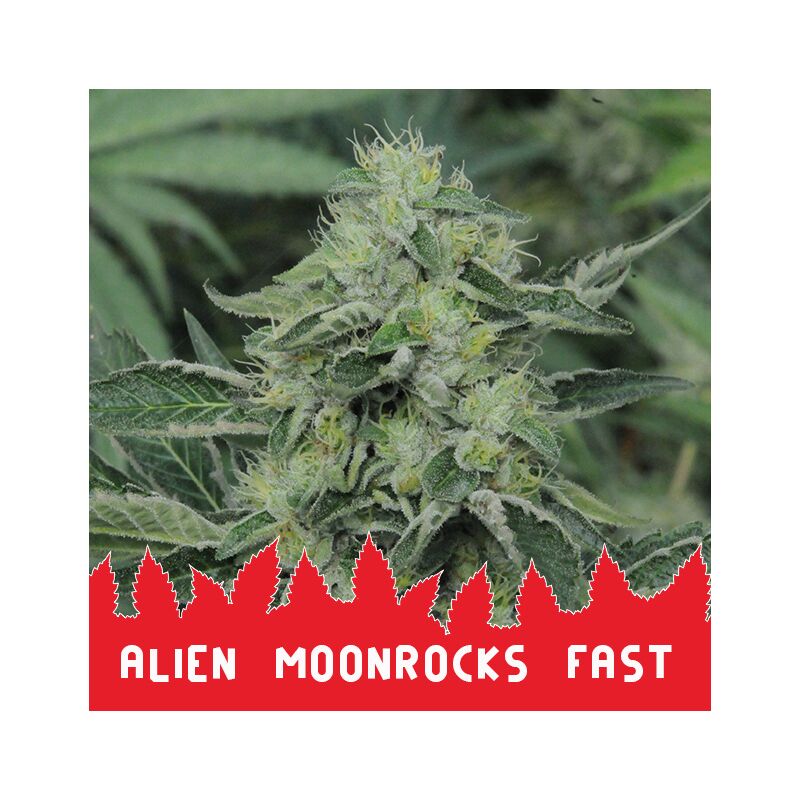 Alien Moonrocks Fast, Фасовка: 10